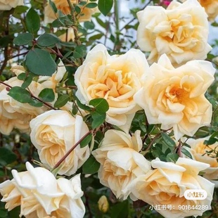 花苗 月季 古老爬藤蔷薇大花多头勤花庭院盆栽 希灵顿夫人 藤本