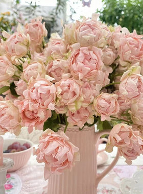 新品 海葵宝宝苏芬 月季花苗 多头灌木勤花波浪花边阳台庭院盆栽