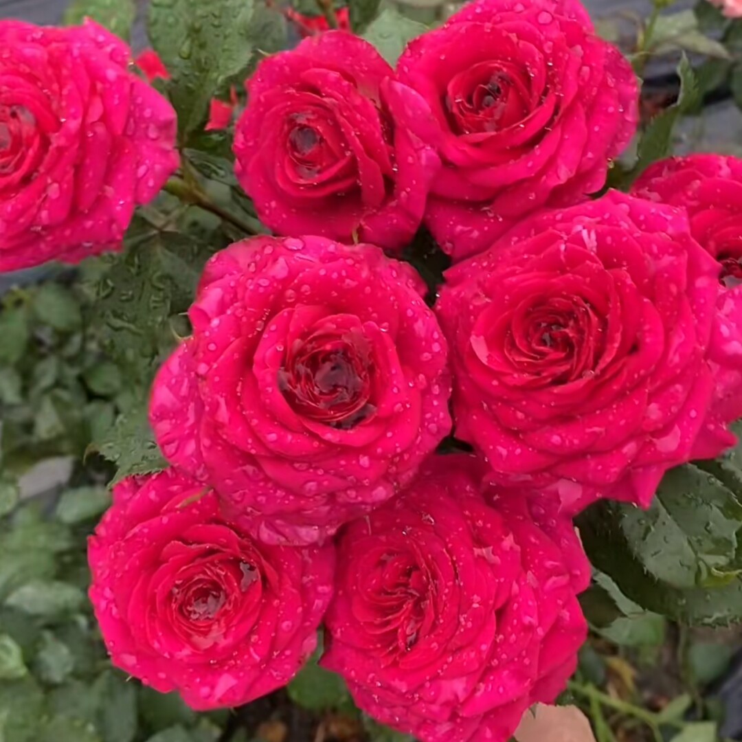 新品 梅子酒酿 月季花苗 灌木大花勤花直立丰花月季 庭院阳台盆栽