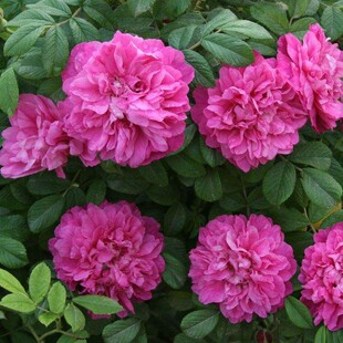 花苗 庭院种植丰花玫瑰阳台盆栽绿植花香浓郁 月季 平阴一号