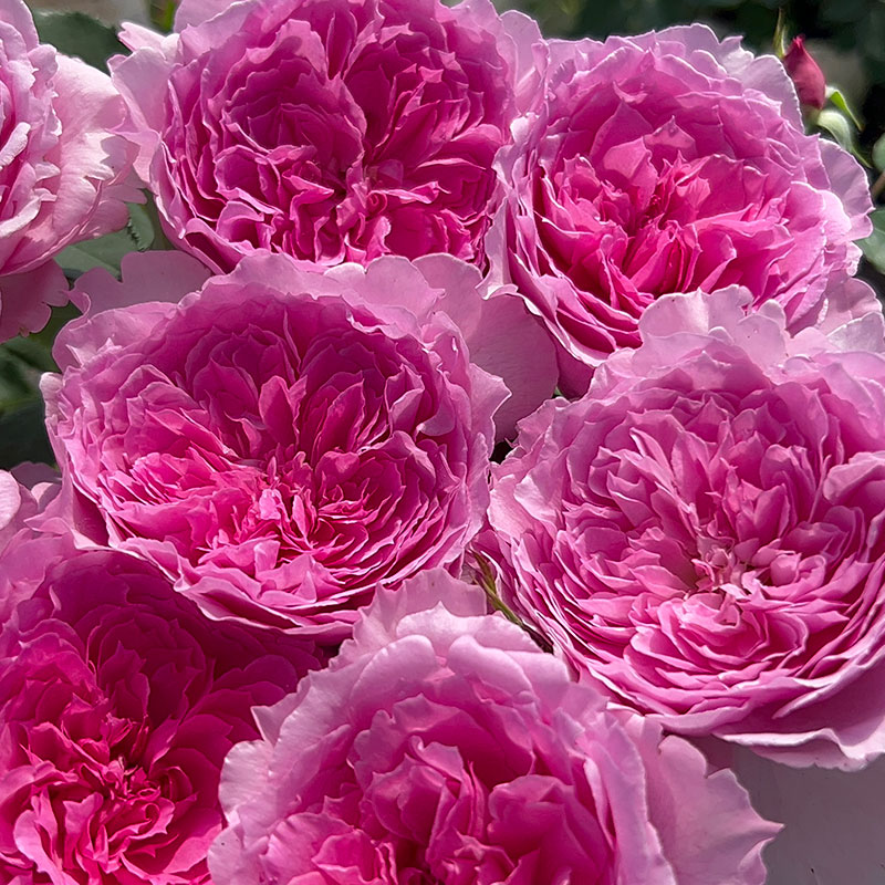 新品【仙姬】月季花苗切花大花 直立庭院阳台盆栽勤花