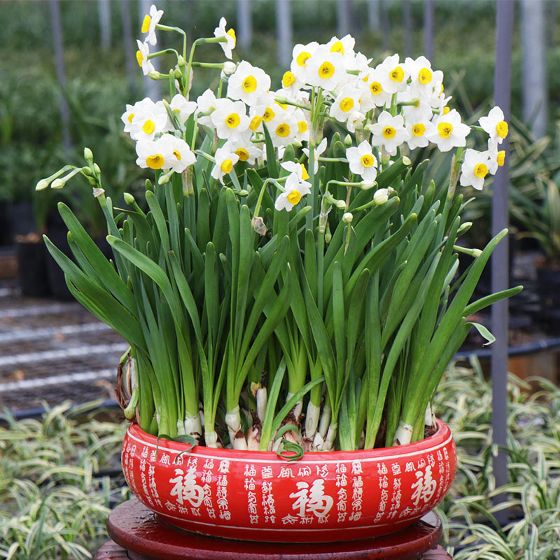 水仙花种球复瓣水培植物花卉盆栽冬季年宵花重瓣漳州水仙花头单瓣