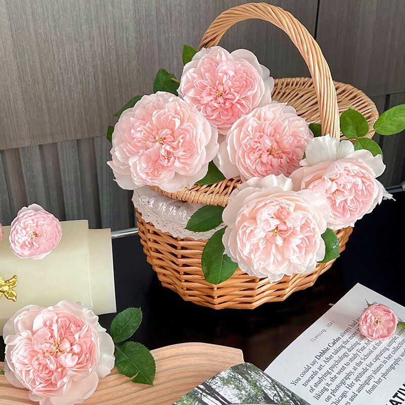 新品 家书 月季花苗 灌木欧月勤花多头浓香玫瑰月季 阳台庭院盆栽