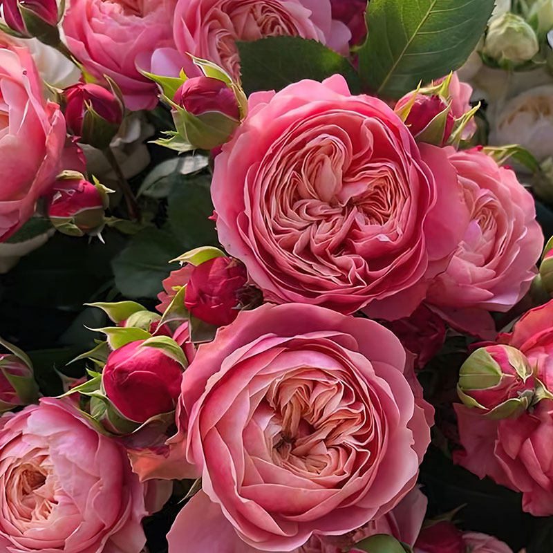 新品 维多利亚经典 月季花苗 灌木大花直立切花玫瑰庭院阳台盆栽,鲜花速递/花卉仿真/绿植园艺,月季/蔷薇/玫瑰,淘宝优惠券,粉丝福利购,淘宝优惠卷