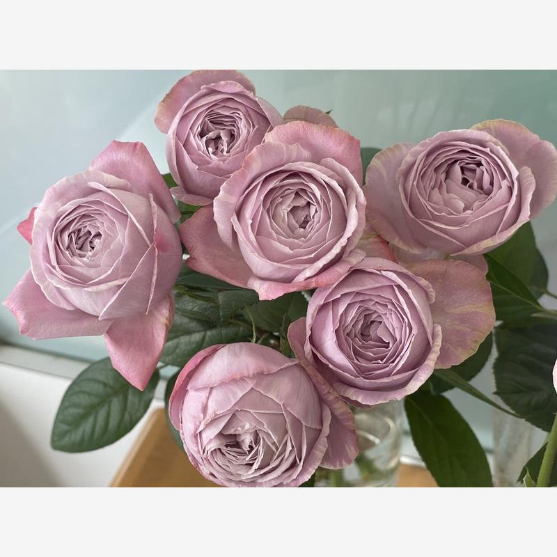 新品 淡紫色棉花糖 月季花苗日月大花灌木包子型浓香庭院阳台盆栽