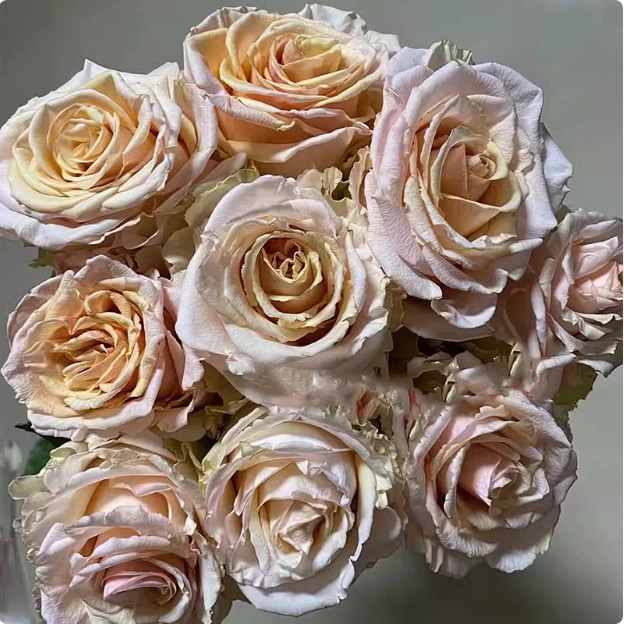 新品 珍珠工艺 月季花苗 灌木大花 米棕色 切花月季 直立勤花盆栽