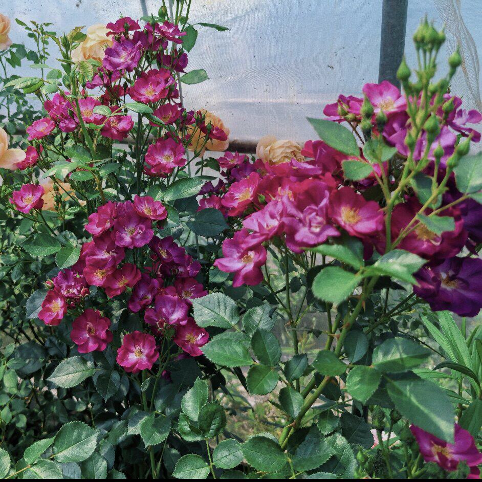 新品 玫昂公主/漂亮公主 月季花苗 勤花阳台庭院花园低维护盆栽
