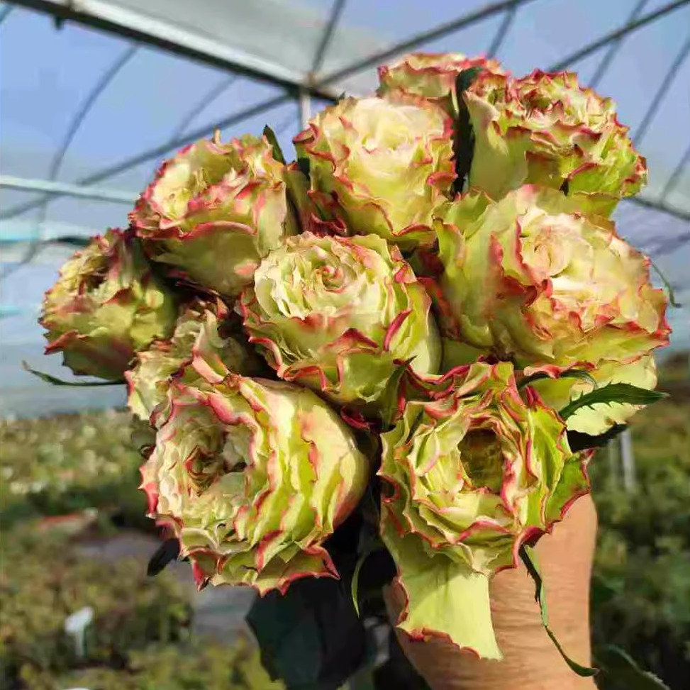 新品 苹果糖 月季花苗绿色大花灌木直立重瓣切花玫瑰庭院阳台盆栽