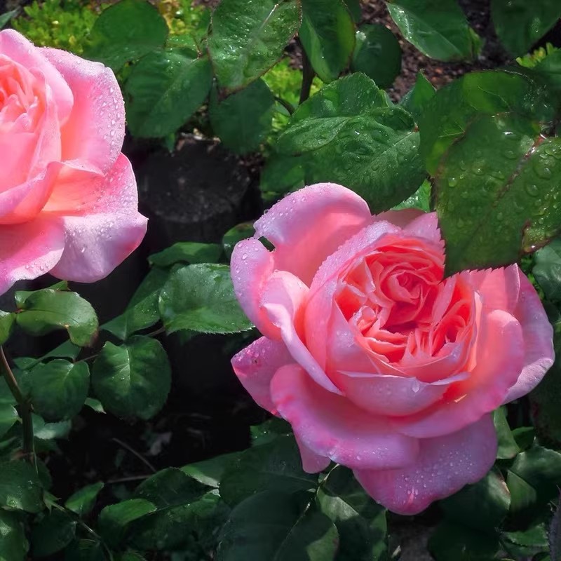 梅昂小姐/梅兰小姐 月季花苗 大花浓香灌木勤花月季勤花丰花盆栽