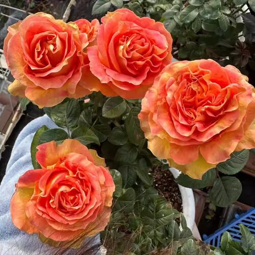 麦迪娜广场月季大花切