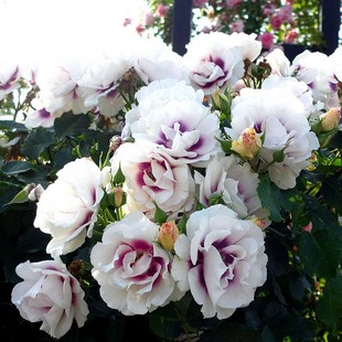 欧月 你的眼睛/万众瞩目 阳台庭院月季花苗丰花勤花复色玫瑰盆栽