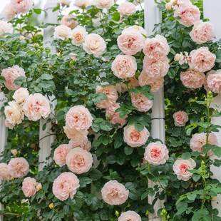 新品 剪秋水 月季花苗 大花藤本爬藤攀援多头勤花蔷薇庭院栽植