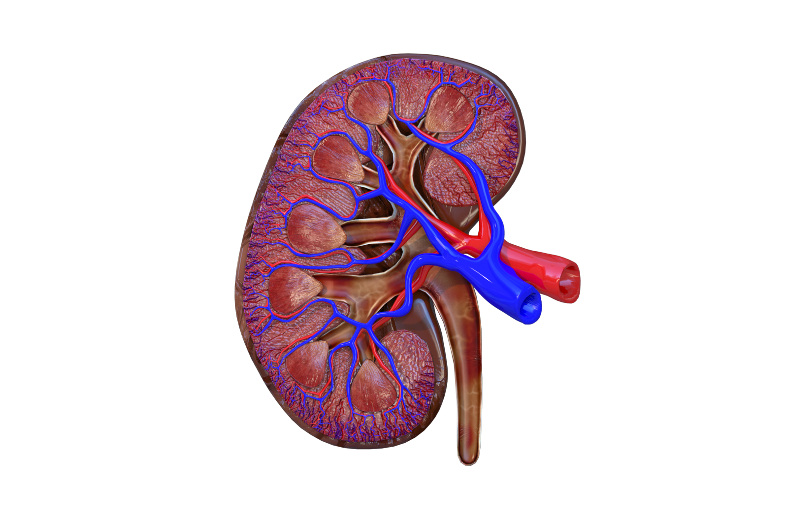 人体器官 肾脏 医学解剖模型 3d三维模型 3dmax maya模型 fbx模型