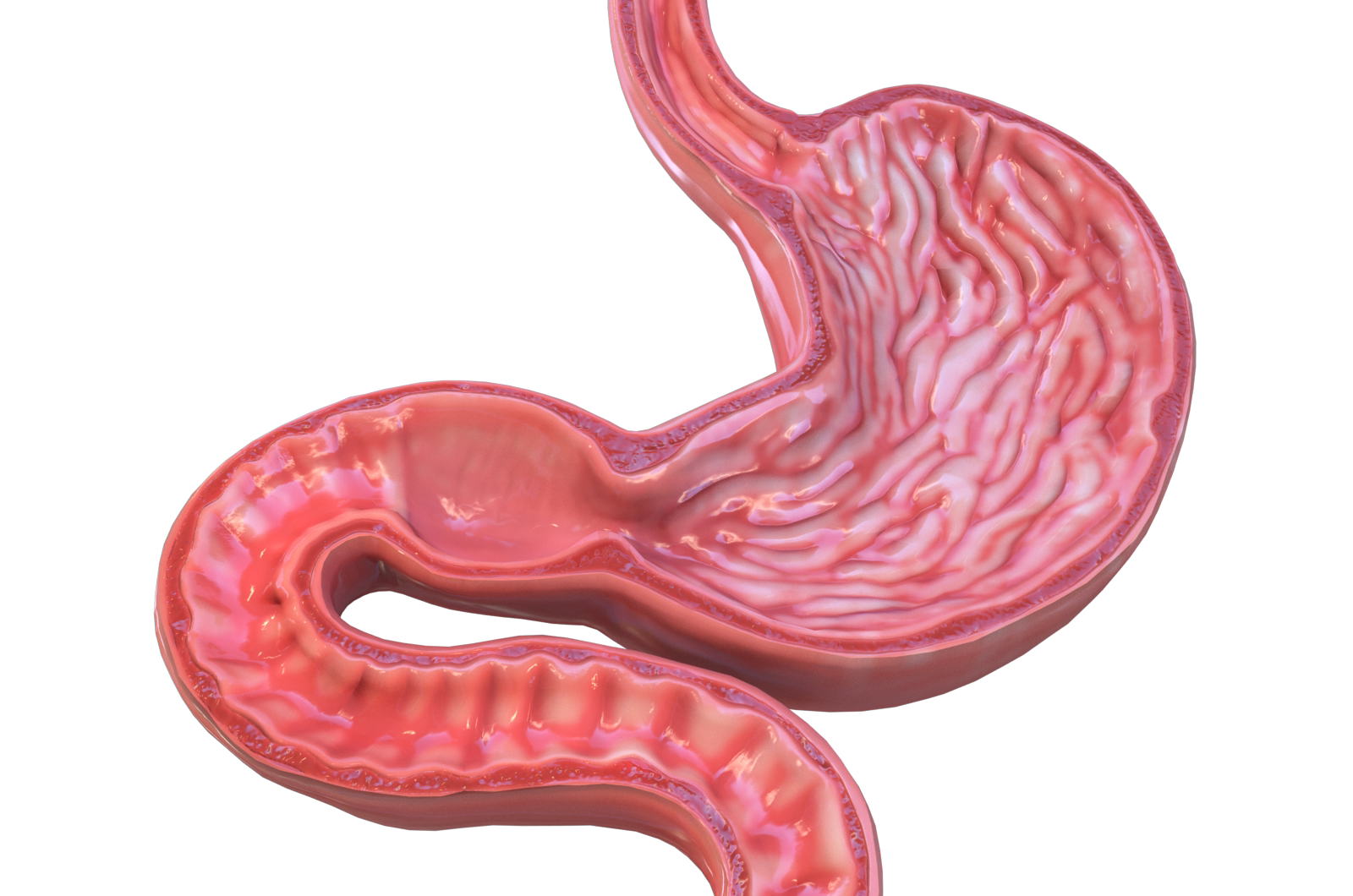 人体器官 胃 肠胃 医学解剖模型 3d三维模型 c4d maya模型 fbx模