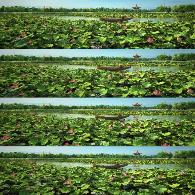 荷花 荷塘 荷叶 绿色生态城市公园 三维动画 城市宣传片 视频素材