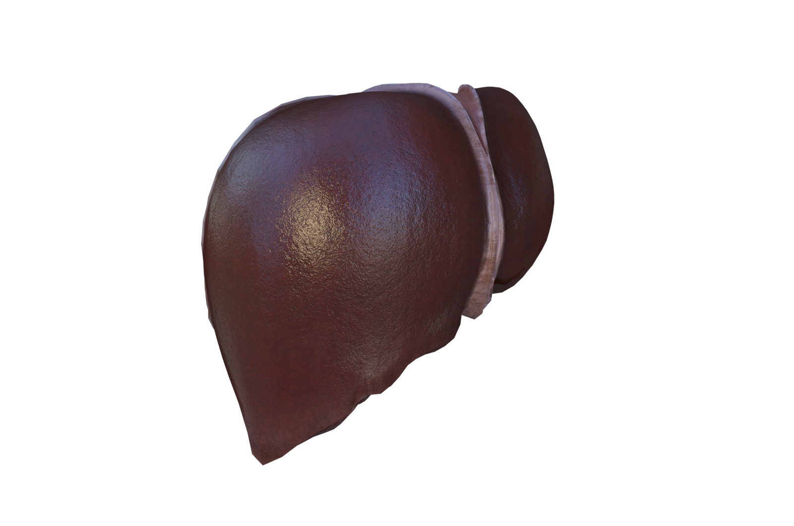 人体器官肝脏 医学解剖模型 3d三维模型 3dmax maya模型 fbx模型