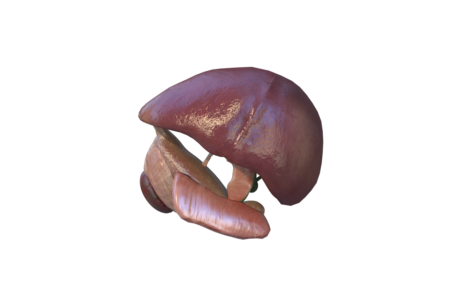 医学解剖模型 肝脏 3D三维模型 3Dmax C4D MAYA模型 FBX模型