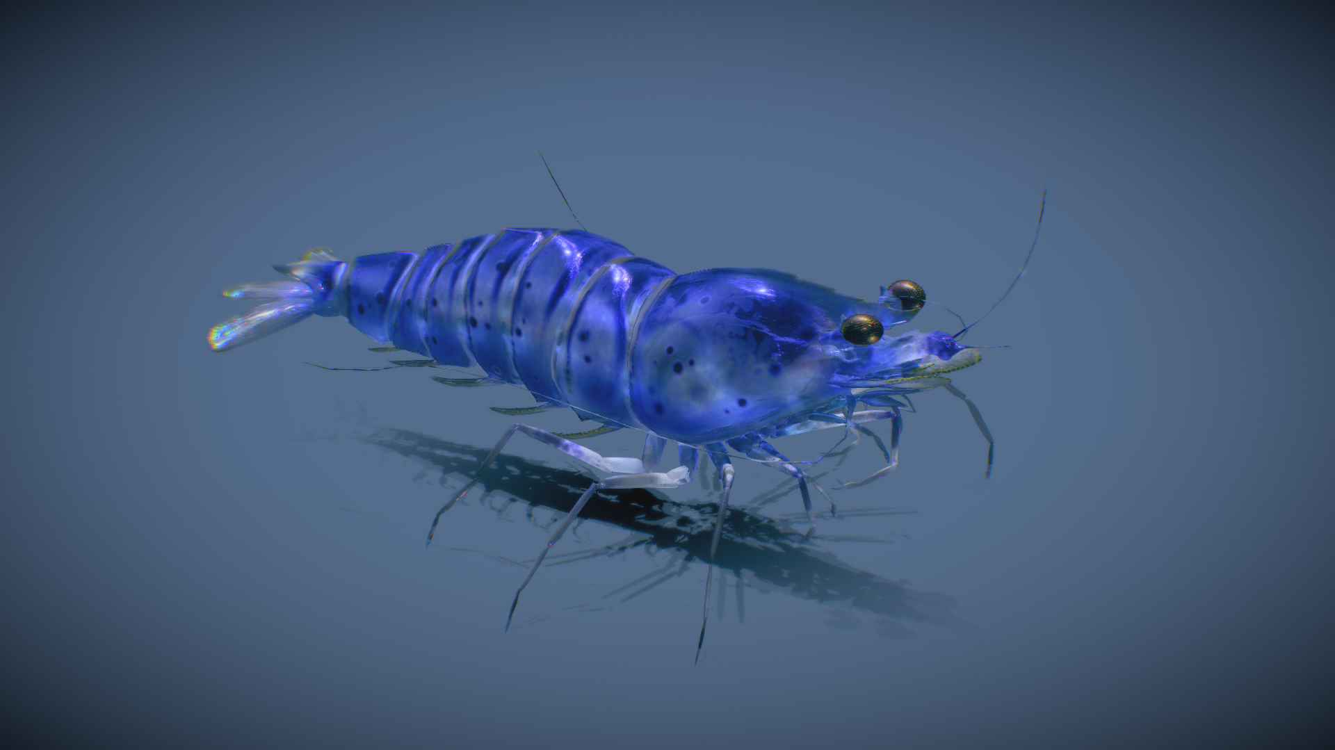 蓝丝绒虾模型 3D模型 三维模型 FBX模型 PBR写实模型 Blender