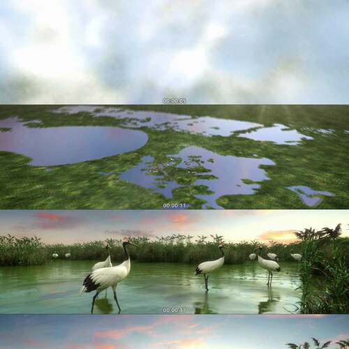 丹顶鹤栖息地 自然保护区 鹤群 3D动画 三维漫游 宣传片 视频素材