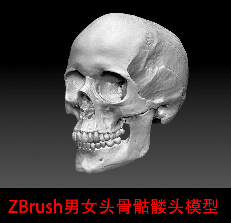zbrush次时代游戏角色男女头骨骷髅头模型/3dmax头骨骨头高模模型