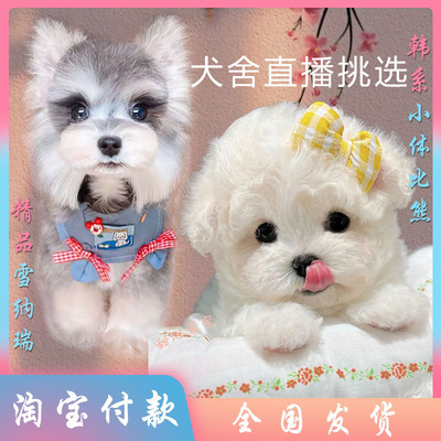 雪纳瑞 约克夏 韩系比熊西施幼犬 泰迪熊马尔泰立耳飞耳小体椒盐