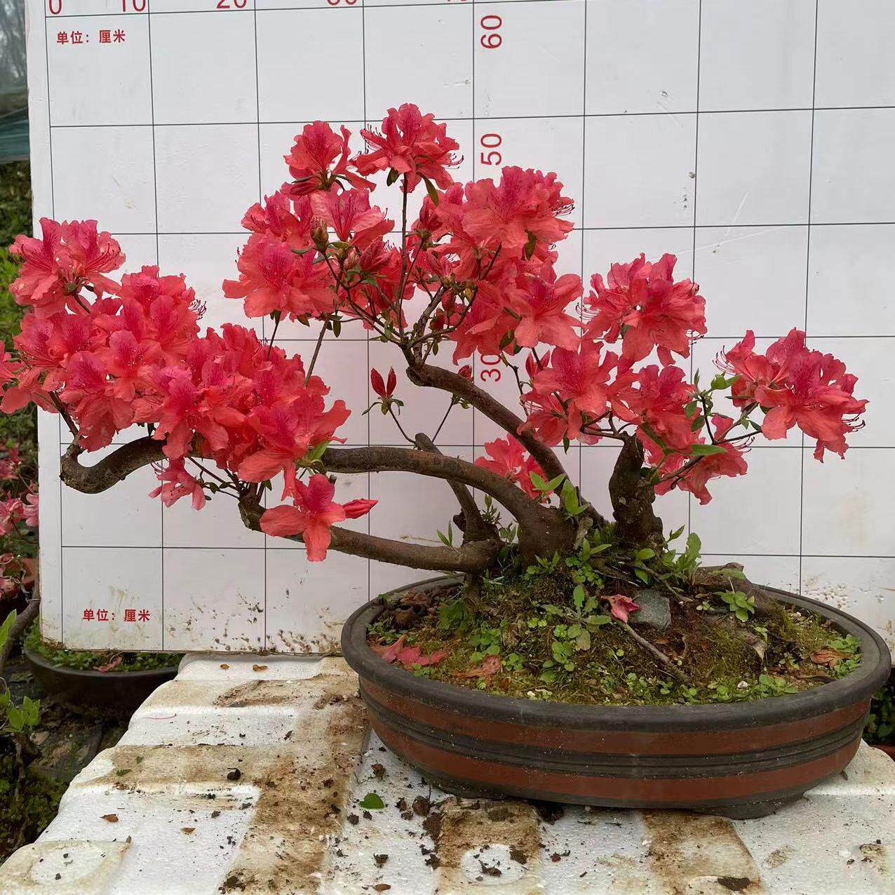 精品鸡血红映山红树桩盆景国旗红杜鹃花老桩胭脂红映山红盆景花卉