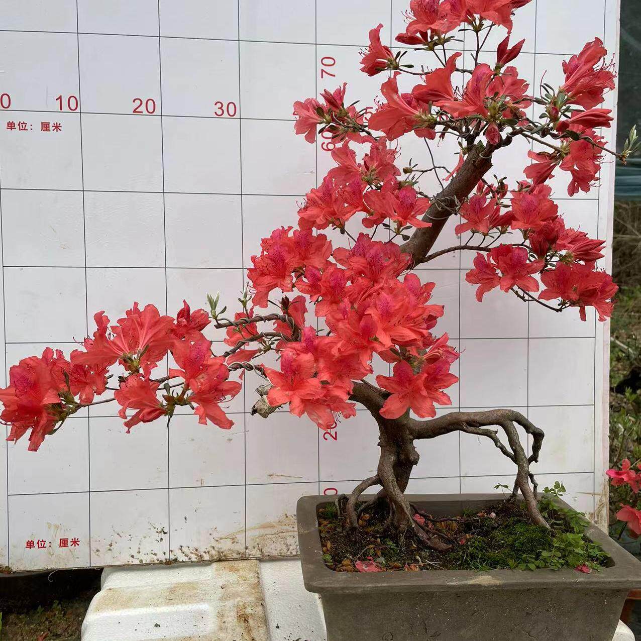 映山红百老桩树桩盆景鸡血红花色杜鹃花国旗红映山红胭脂红杜鹃花