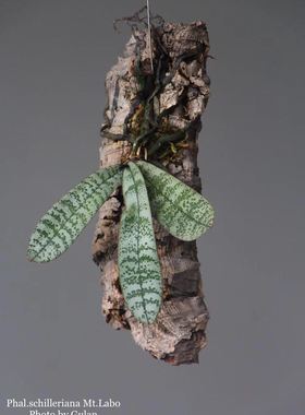 葡萄牙软木板 软木树皮 天然橡树皮头道皮  板植兰花专用