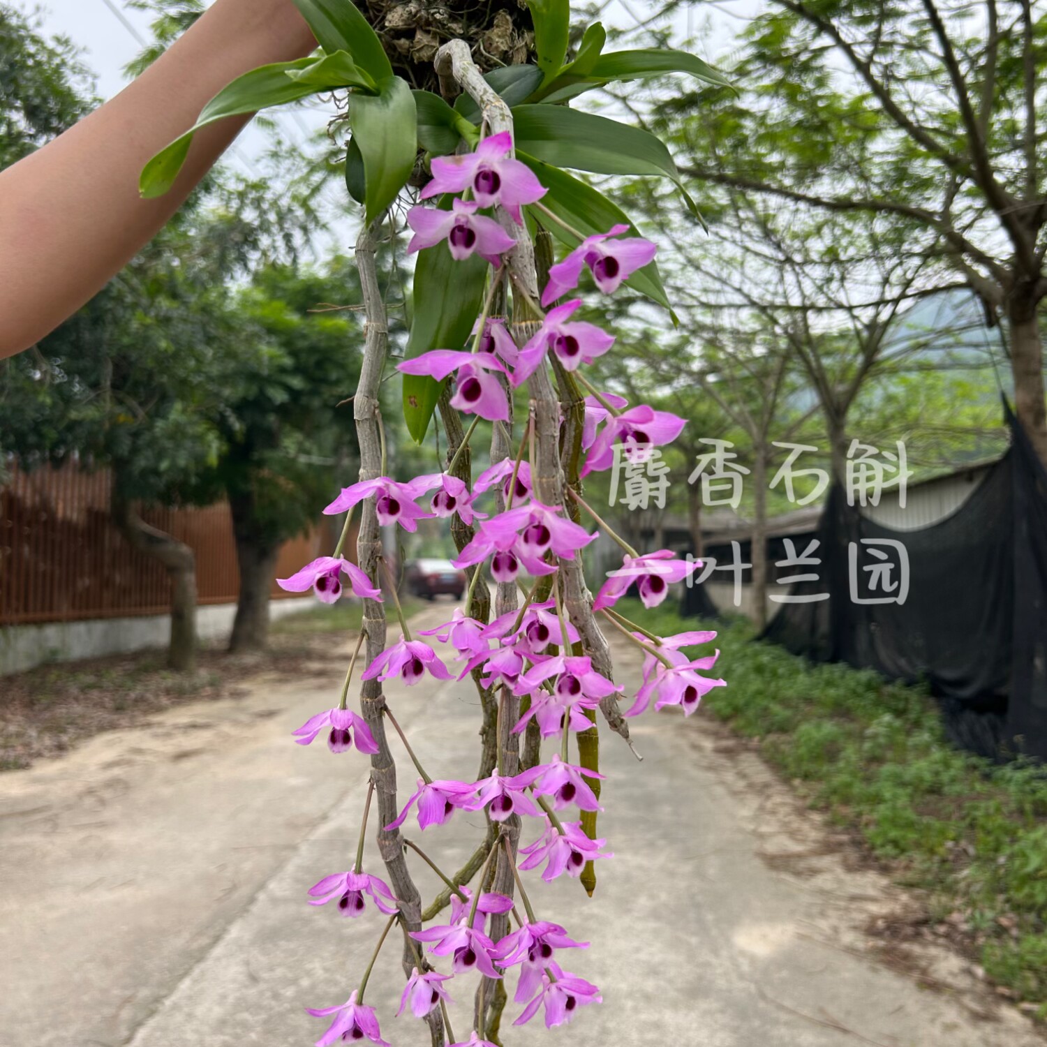 店主推荐 缅甸原生麝香石斛兰苗 花香浓郁 阳台庭院趣味绿植图片
