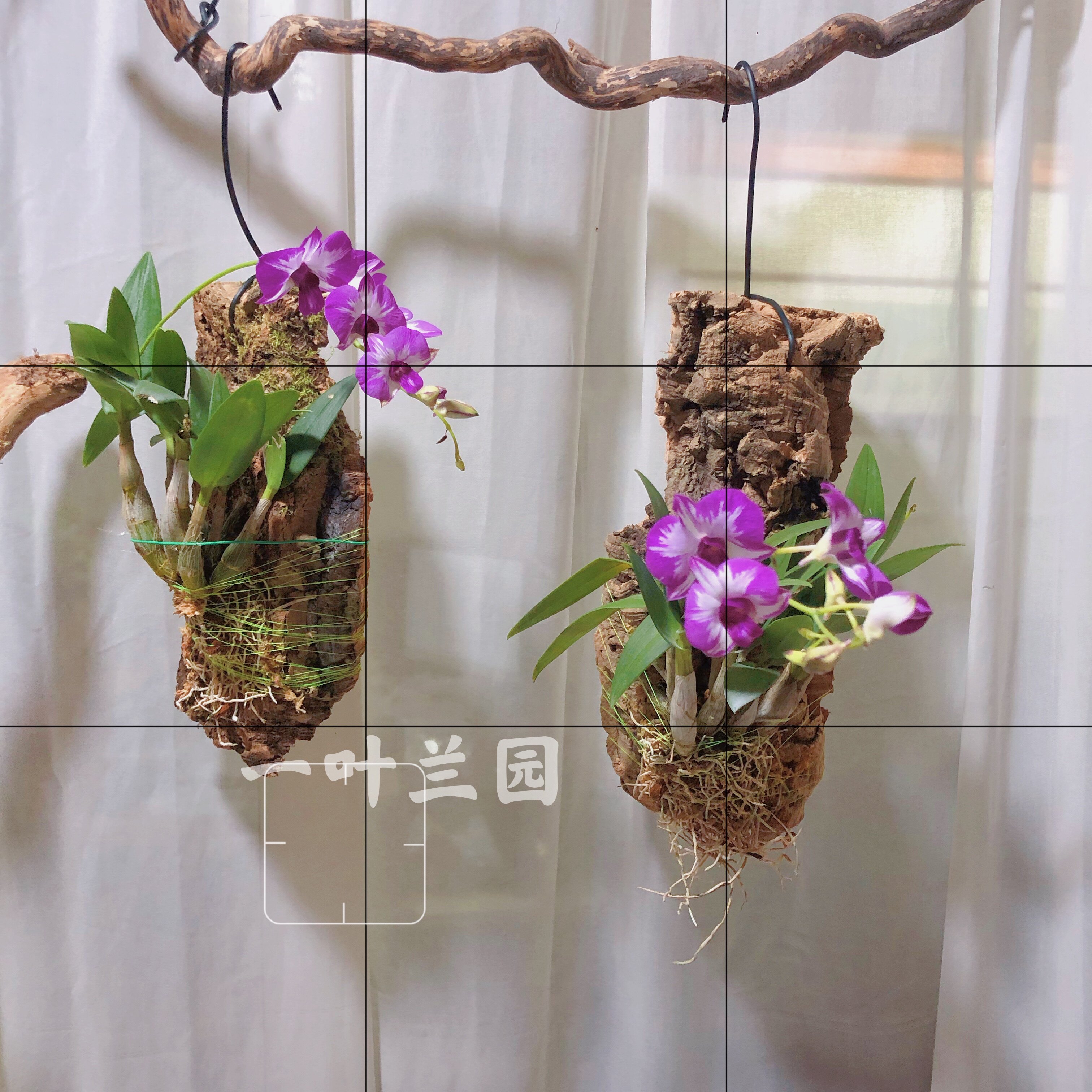 公主红泼墨 精品驯化板植 好养耐晒 阳台庭院都合适 花期长图片
