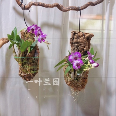 公主红泼墨 精品驯化板植 好养耐晒 阳台庭院都合适 花期长