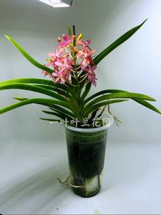 日本园艺红风兰 带香味