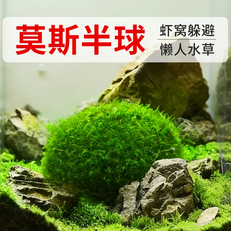 鱼缸造景莫斯水草球无菌易养
