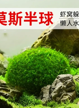 鱼缸造景专用莫斯水草球状无菌培育零难度入缸即赏绿色