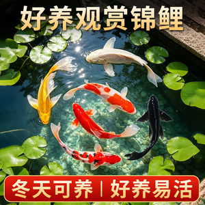 锦鲤金鱼淡水耐寒好养生态观赏鱼
