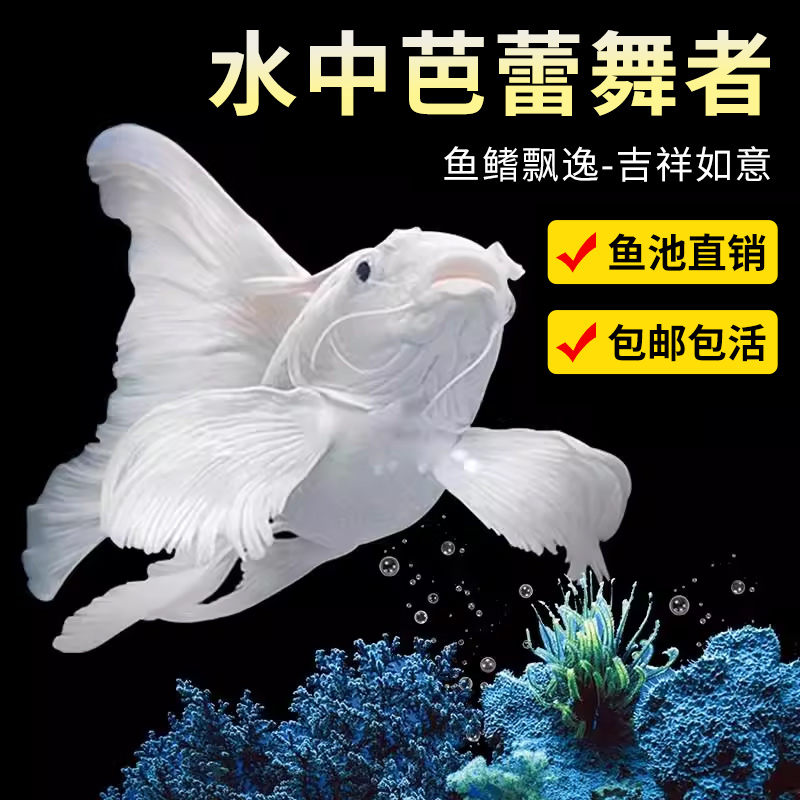 蝴蝶鲤观赏鱼长尾球体冷水锦鲤大鳍大尾好养耐活自来水中大型台湾