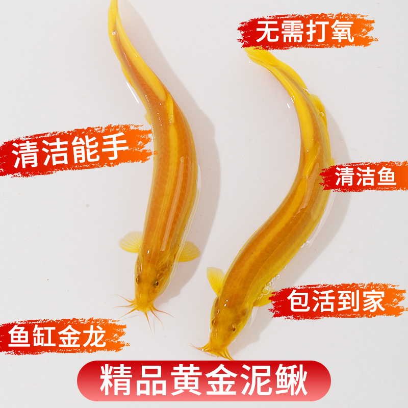 黄金泥鳅观赏鱼自来水养不死的鱼