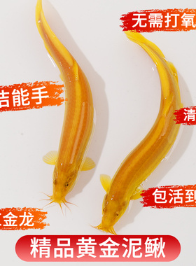 黄金泥鳅观赏鱼小苗缸清洁自来水好养耐活金色清道夫冷水生命力强