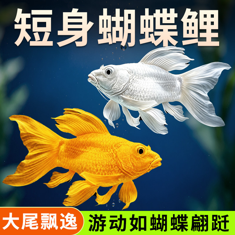 好养耐活短身冷水淡水广温观赏鱼