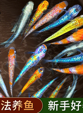 观背青鳉鱼自来水好养耐活体精品冷水鱼青将小型观赏鱼生态缸家养