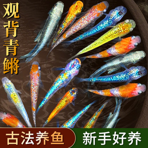 观背青鳉鱼自来水好养耐活体精品冷水鱼青将小型观赏鱼生态缸家养