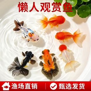 金鱼兰寿国粹观赏鱼活体小金鱼淡冷水鱼耐活好养金鱼苗温和宠物鱼