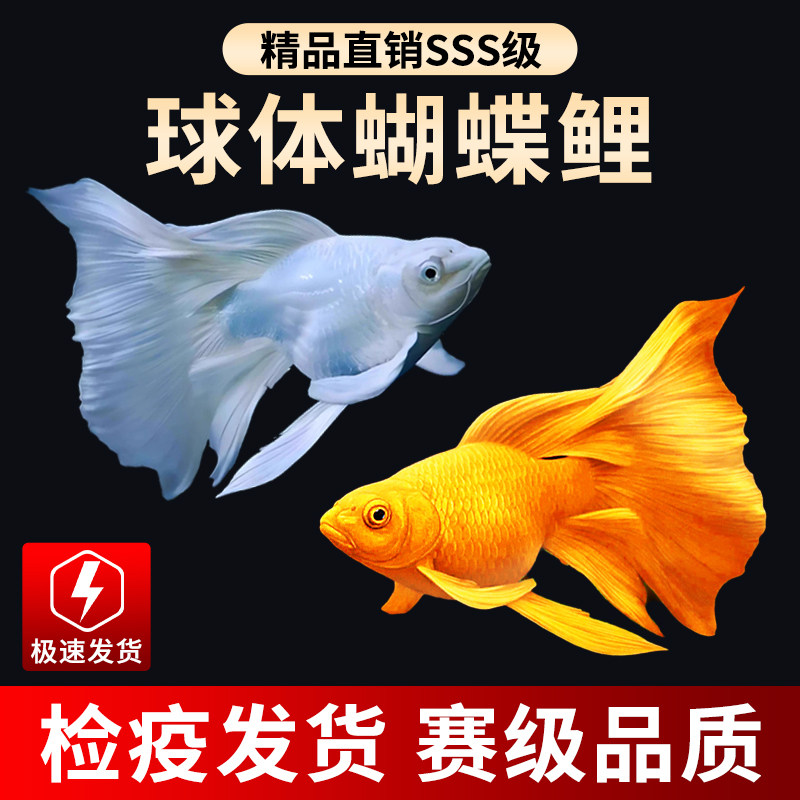 台湾狮子头蝴蝶鲤好养耐活纯种短身球体大尾鳍冷淡水观赏金活鱼苗