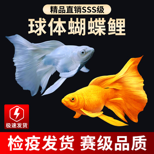 台湾狮子头蝴蝶鲤好养耐活纯种短身球体大尾鳍冷淡水观赏金活鱼苗