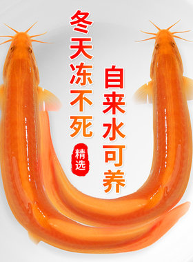 黄金泥鳅观赏鱼小苗缸清洁