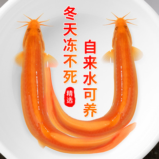 黄金泥鳅观赏鱼小苗缸清洁自来水好养耐活金色清道夫冷水生命力强