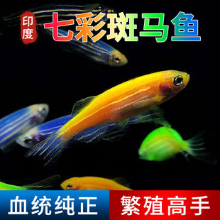 混色斑马新手好养冷水热带青苹果红黄蓝斑马送鱼粮练手闯缸观赏鱼