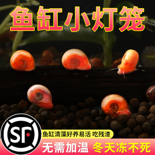 苹果螺活体清洁鱼缸超大号除藻观赏螺淡水草工具吃鱼粪便蜗牛乌龟