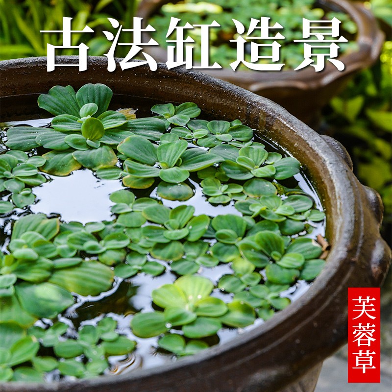 水葫芦水草水培植物鱼缸专用造景净水鱼龟芝麻浮萍芙蓉草迷你增氧