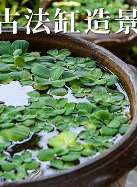 水葫芦水草水培植物鱼缸专用造景净水鱼龟芝麻浮萍芙蓉草迷你增氧